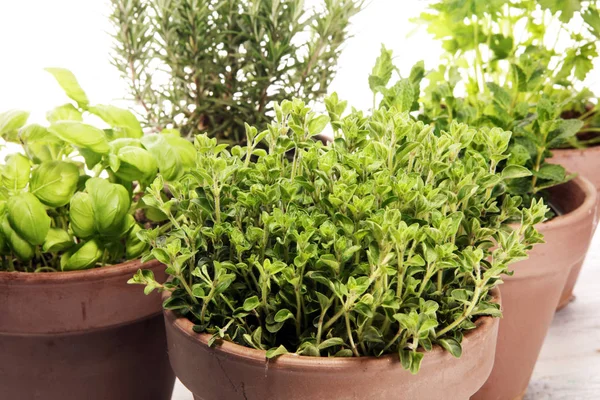 Hierbas Caseras Aromáticas Macetas Barro Viejo Conjunto Hierbas Culinarias Salvia — Foto de Stock