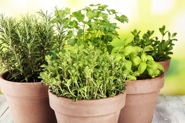 Inlandse en aromatische kruiden in de oude klei potten — Stockfoto