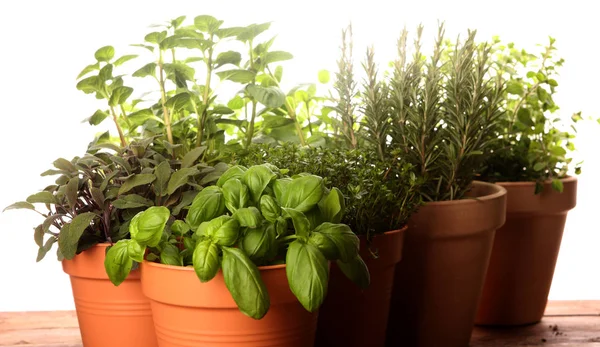 Homegrown and aromatic herbs in old clay pots on rustic backgrou — Stock Photo, Image