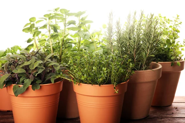 Homegrown and aromatic herbs in old clay pots on rustic backgrou — Stock Photo, Image