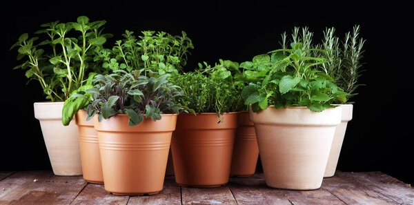 Homegrown and aromatic herbs in old clay pots on rustic backgrou
