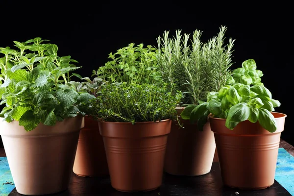 Eigen bodem en aromatische kruiden in oude klei potten op rustieke backgrou — Stockfoto