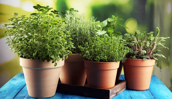 Eigen bodem en aromatische kruiden in oude klei potten op rustieke backgrou — Stockfoto