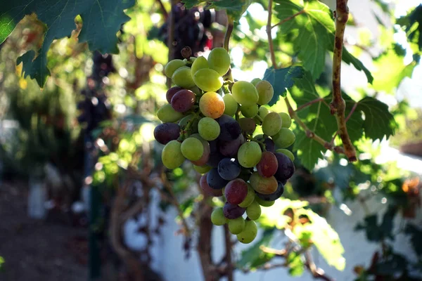 Grapes at a vineyard. fresh organic bunch of green and red grape — Stock Photo, Image