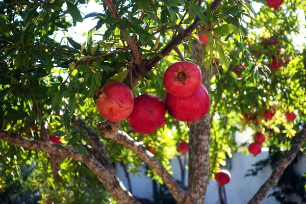 Drzewo granatów ze świeżymi organicznymi granatami w ogrodzie — Zdjęcie stockowe