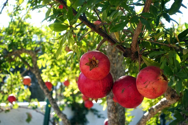 Drzewo granatów ze świeżymi organicznymi granatami w ogrodzie — Zdjęcie stockowe