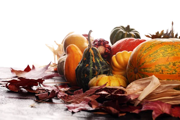 暗い素朴な背景にカボチャの多様な品揃え。秋 ストック写真