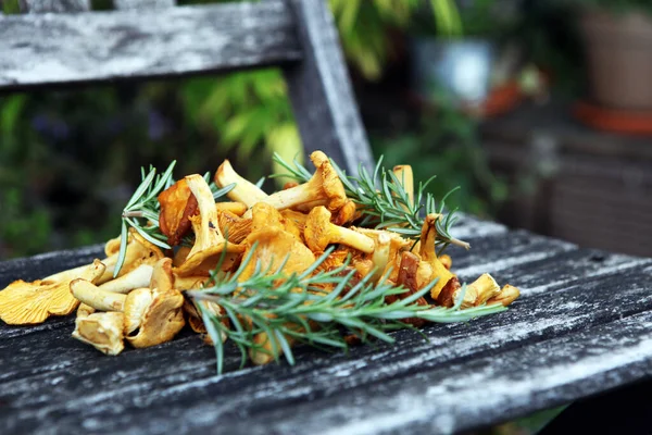 Rauwe Wilde Chanterelle Paddenstoelen Samenstelling Met Wilde Paddenstoelen — Stockfoto