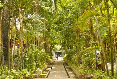 Yemyeşil park Chiang Mai, Tayland.