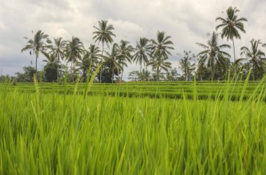 Ubud pirinç alan, Bali, Endonezya.