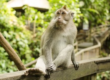 Bali dili uzun kuyruklu maymun