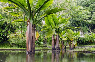 Bali, Endonezya tropikal Bahçe