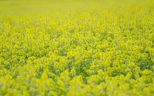 Selective Focus Bright Green Plants Field — Stock Photo, Image