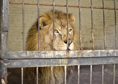 Aslan, Ekim 2013 'te Lutsk Hayvanat Bahçesinde tutsak. Ukrayna, Lutsk' ta..