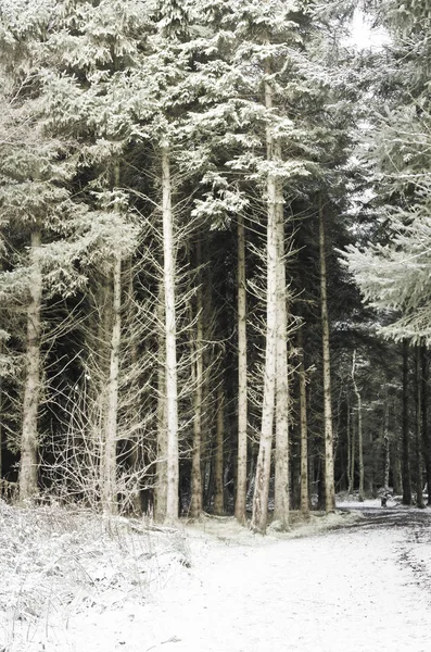 Beautiful Trees Snow Forest Winter — Stock Photo, Image