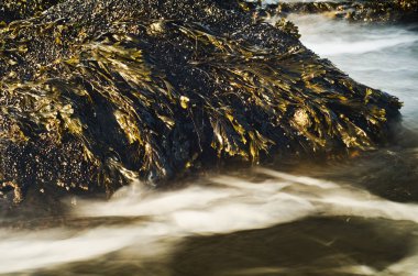 deniz yosunu ve ormandaki nehir su akan