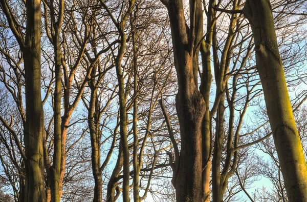 Natürliches Muster Mit Kahlen Bäumen Sonnenlicht — Stockfoto