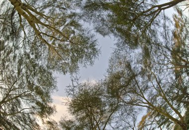 uzun boylu ağaçlar yeşillik düşük açılı görünümü