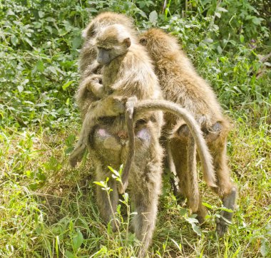 Babunlar parlak güneş ışığı altında çocukla birkaç