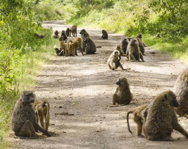 group of baboons on dirt road in sunlight clipart