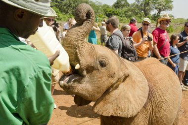 Nairobi, Kenya - 25 Ocak: bir genç Afrika fili David Sheldrick yaban hayatı güven (Dswt) 25 Ocak 2014 tarihinde 