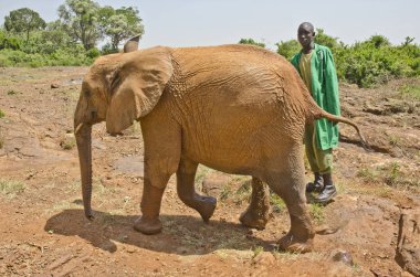 Nairobi, Kenya - 25 Ocak: bir genç Afrika fili David Sheldrick yaban hayatı güven (Dswt) 25 Ocak 2014 tarihinde 