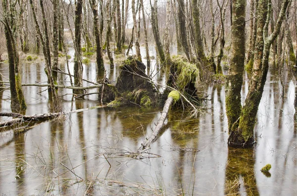 Padlé Stromy Kmeny Stromů Mokřadní — Stock fotografie