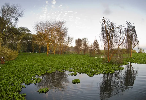 Malownicze Shot Hiacynt Lake Naivasha Kenia — Zdjęcie stockowe