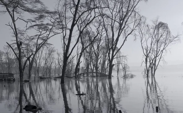 Sisli Bir Sabahta Nehirdeki Ağaçların Manzarası — Stok fotoğraf