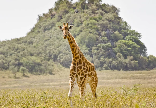 Girafe Debout Dans Savane Avec Des Arbres Sur Fond — Photo