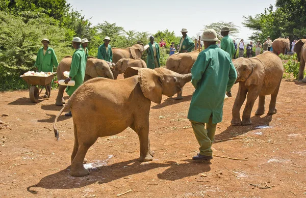 Nairobi Kenya January Young African Elephants David Sheldrick Wildlife Trust — Stock Photo, Image