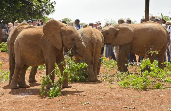 Nairobi Kenya January Young African Elephants David Sheldrick Wildlife Trust — Stock Photo, Image