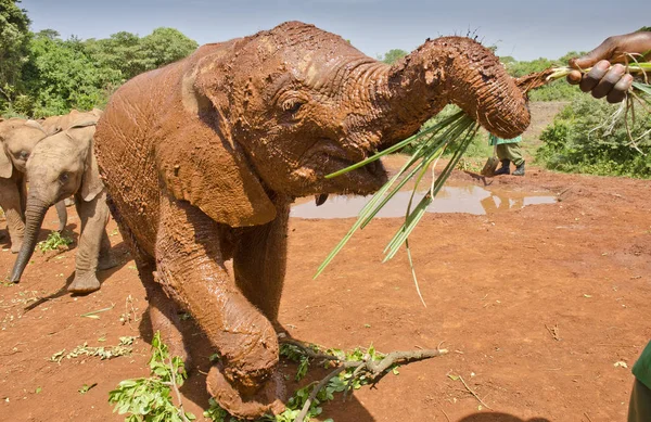 Cropped Image Man Feeding Elephant Grass — Stock Photo, Image