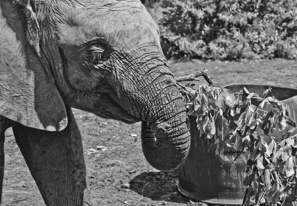 Nairobi Kenya January Young African Elephant David Sheldrick Wildlife Trust — Stock Photo, Image