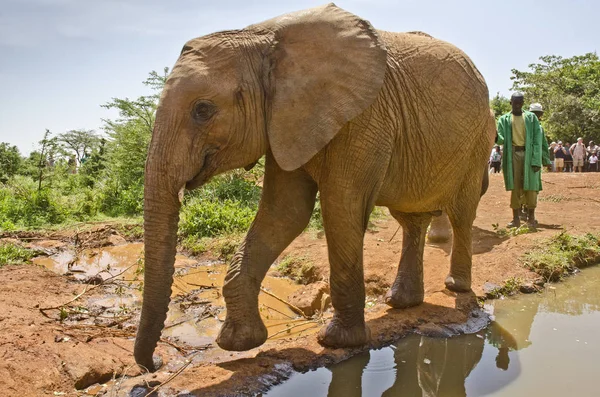 Nairobi Kenya January Young African Elephant David Sheldrick Wildlife Trust — Stock Photo, Image