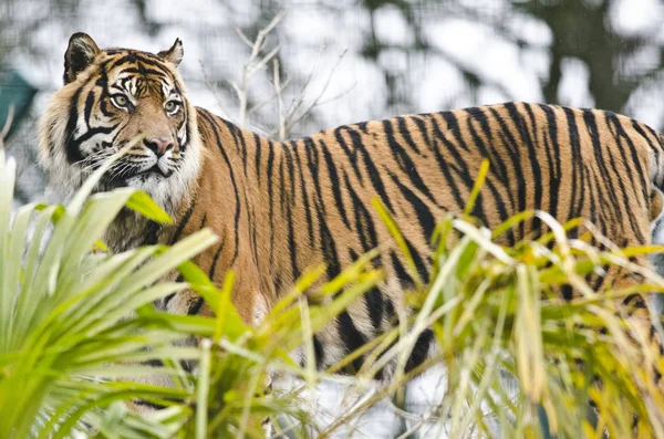 Tiger Seen Green Palm Foliage — Stock Photo, Image