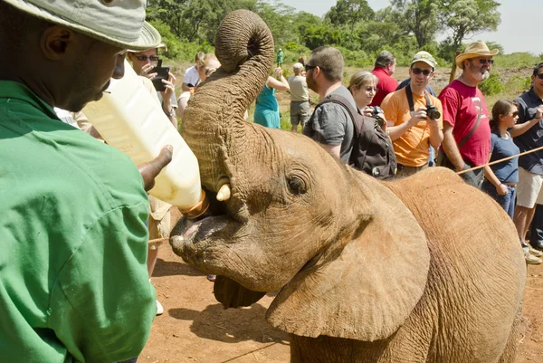 肯尼亚内罗毕 1月25日 2014年1月25日 谢德里克野生动物信托基金 Dswt 的一只年轻的非洲象 图库图片