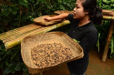 Ubud, Endonezya - 17 Mart: bir kahve plantasyon tur rehberi ile kahve çekirdekleri üzerinde 17 Şubat 2017 