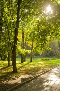 yeşillikler parkta doğal görünümünü