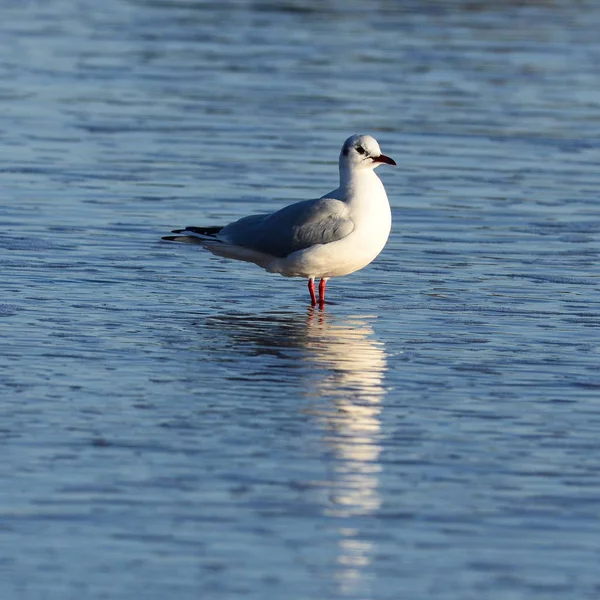 Seagull Weerspiegelen Blauwe Golfde Water — Stockfoto