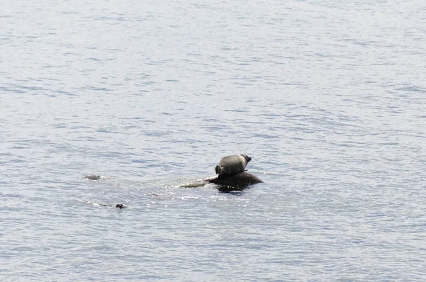 贝加尔湖海豹 香千岩 在岩石上休息 另一个海豹在游来游去 贝加尔湖的地方病 俄罗斯西伯利亚伊尔库茨克州 — 图库照片