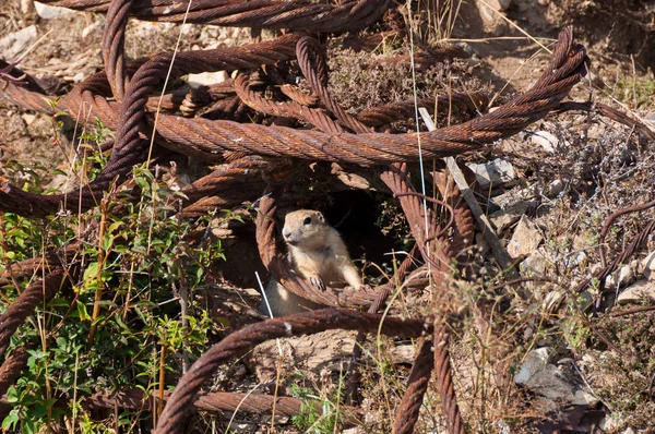 Wild animals may extinct due to destruction of natural habitats. Long-tailed ground squirrel (Urocitellus undulatus) built its home among rusty cables