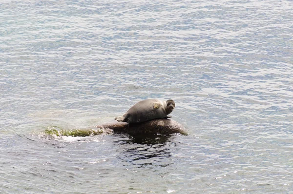 Foca Baikal Pusa Sibirica Descansando Sobre Una Roca Endémica Del — Foto de Stock