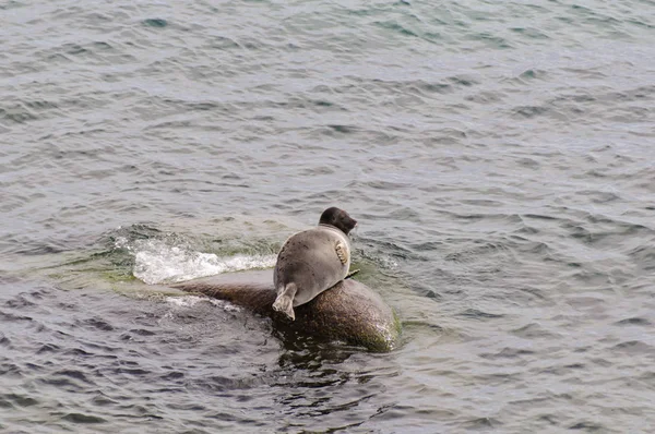 Phoque Baïkal Pusa Sibirica Reposant Sur Rocher Endémique Lac Baïkal — Photo