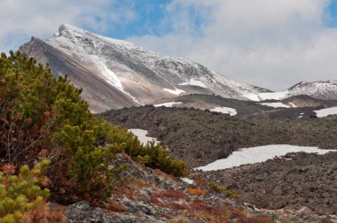 Dzenzur yanardağ, güzel manzara. Çalılar sürünen Sibirya çam Pinus pumila cüce. Dzenzur volkan, Nalychevo Doğa Parkı, Kamçatka Krayı, Rusya Federasyonu