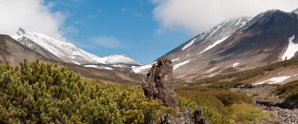 Hermoso Paisaje Volcán Dzenzur Arbustos Pino Enano Siberiano Rastrero Pinus Imagen De Stock