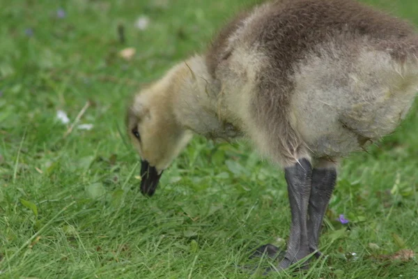 Gosling bonito, ganso bebê, descansando na grama — Fotografia de Stock