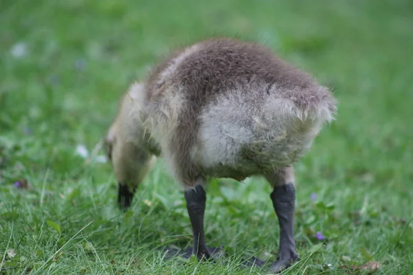 Roztomilý gosling, baby Husa, odpočinek v trávě — Stock fotografie