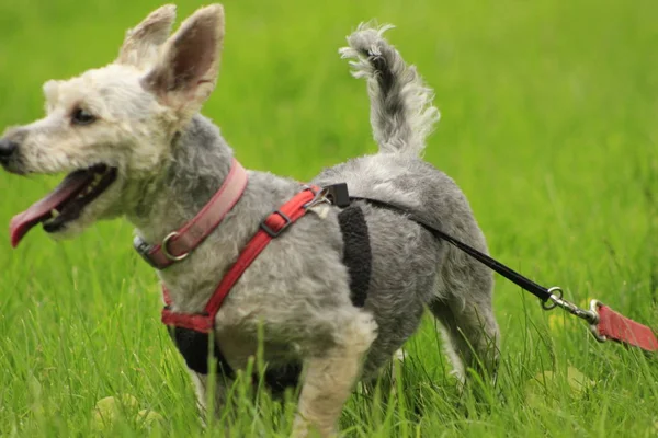 Kleiner yorkie pudel mix auf einem geschirr im gras, raum zum kopieren — Stockfoto