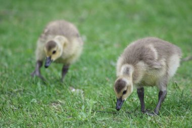 Multiple baby geese or goslings grazing in the grass clipart